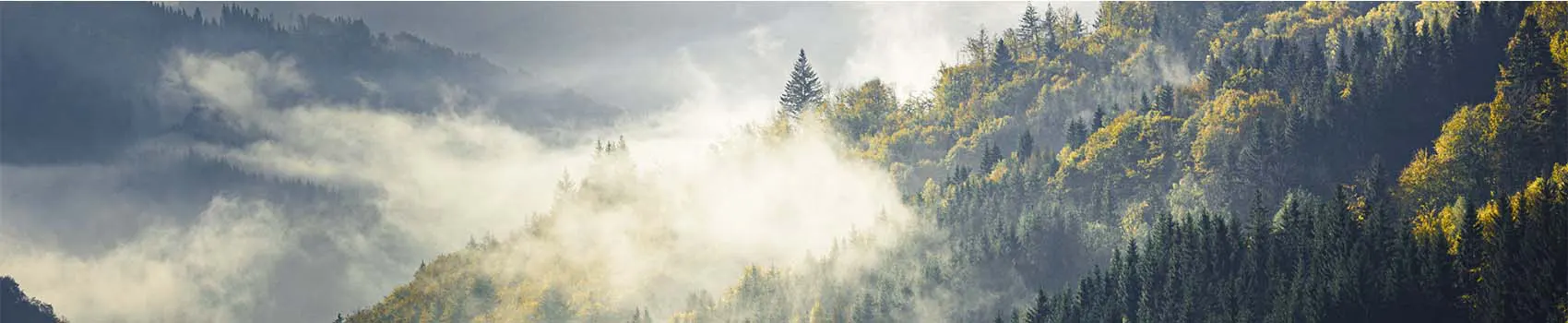 Schwarzwald Stimmung, Wald und Tal im Nebel liegend